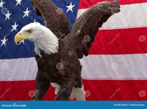 Bald Eagle Sitting with the American Flag 6 Stock Photo - Image of ...