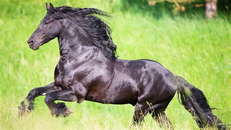 Friesian Stallion