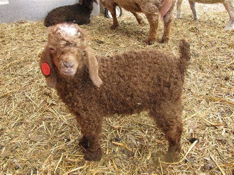 Angora goat kid. So cute and fluffy! I've never seen one this color ...