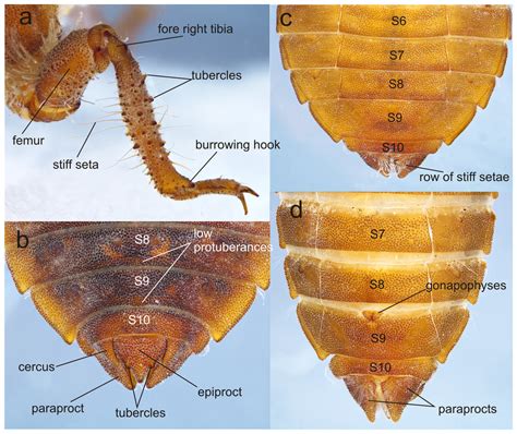 The larva and female of Perigomphus basicornis Amaya-Vallejo, Novelo ...