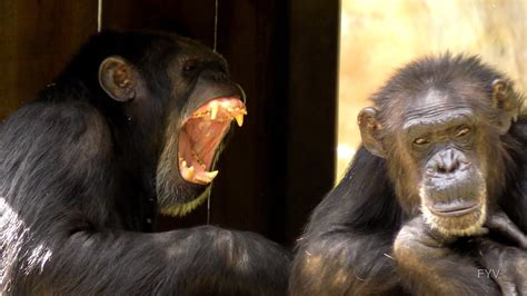 Chimps Attack Ennui FYV - YouTube