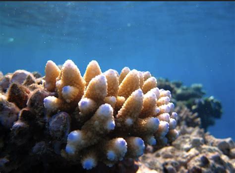 Deciphering the mysterious relationship between coral and algae | ASU News