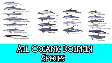 All Oceanic Dolphin Species - Species List - YouTube