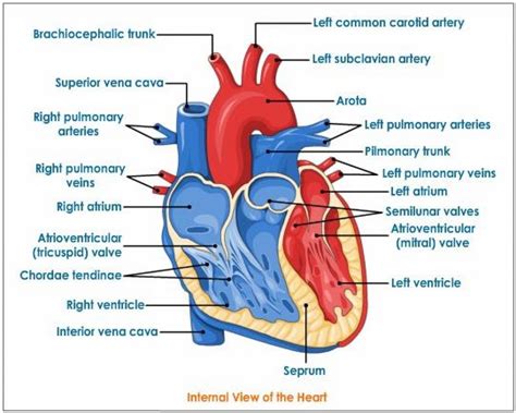 Real heart human heart clipart labeled letters example - WikiClipArt