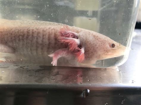 Breeding Axolotls - your guide to how to care for and breed to egg laying