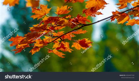 638,622 September Leaves Images, Stock Photos & Vectors | Shutterstock