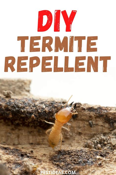 DIY Termite Repellent | Termite repellent, Termites, Diy pest control