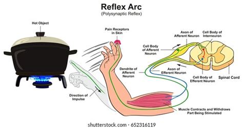 Spinal Reflex Arc Images, Stock Photos & Vectors | Shutterstock