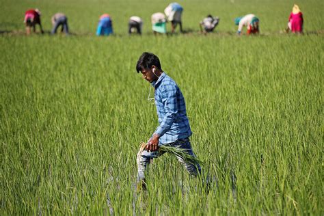 Farmers in India wrestle with shift to eco-friendly methods ...