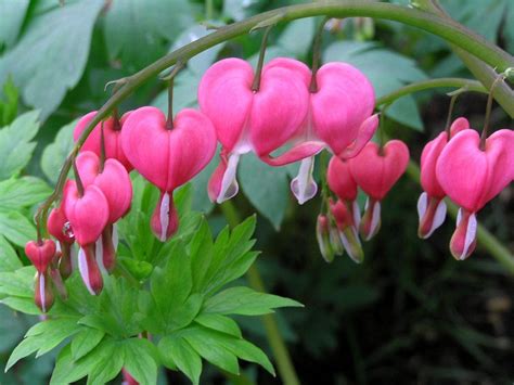 Growing Bleeding Hearts: How To Care For A Bleeding Heart Plant