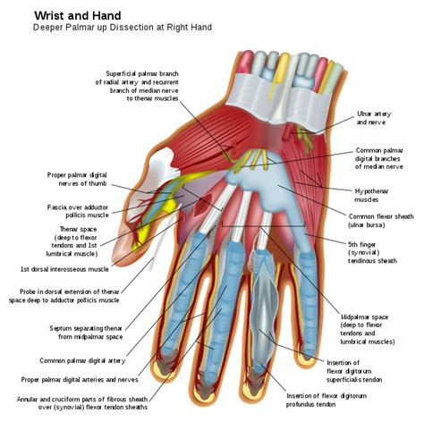 Hand Anatomy Flexor Tendons