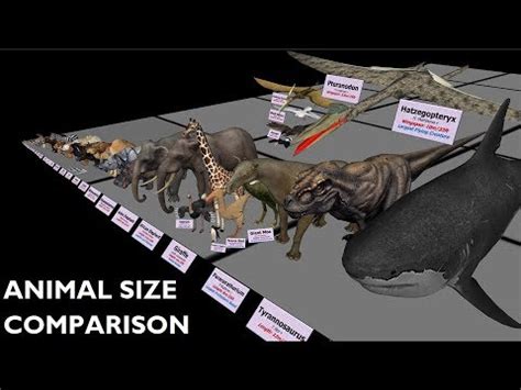 Animal Size Comparison 3D - YouTube