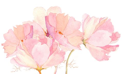 🔥 [40+] Watercolor Peony Wallpapers | WallpaperSafari