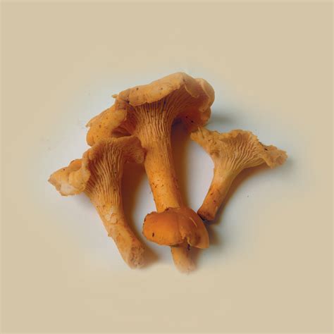 Les girolles - Végépack