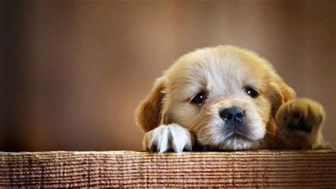 Golden Retriever (Puppy, Cute, Paws) HD Dog Wallpaper