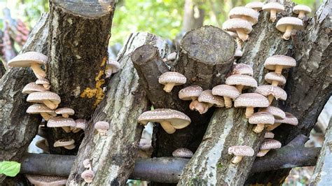 Shiitake Mushrooms: A Complete Guide