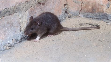 Rats In Ceiling Cavity | Shelly Lighting