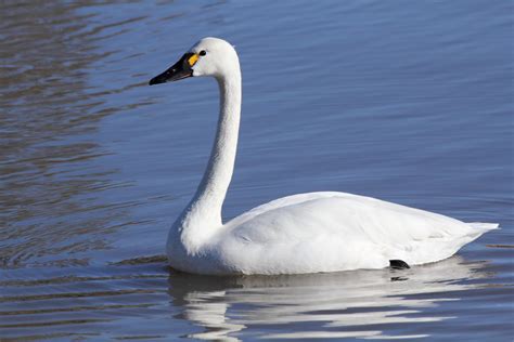 Tundra Swan (Cygnus columbianus) | Dominic Sherony | Flickr