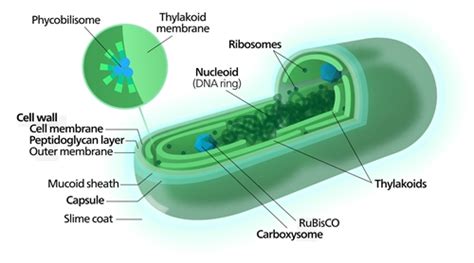 The Blue-Green Algae (Cyanobacteria)