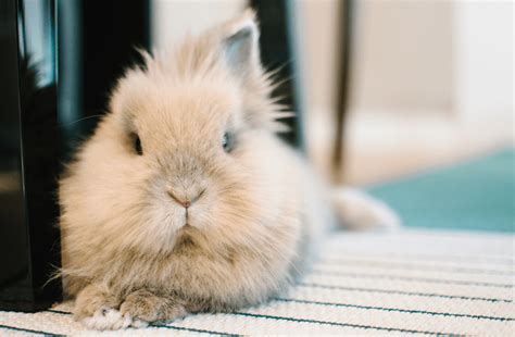 The Lionhead Rabbit - Complete Guide & Top Facts