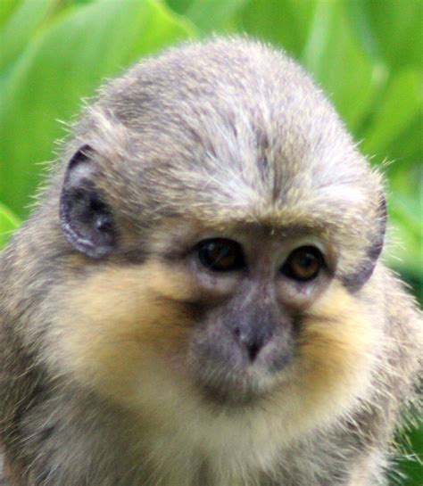 Photos: Adorable and Amazing Guenon Monkey Faces | Live Science