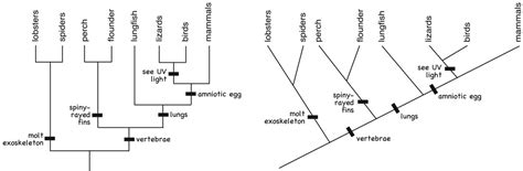 Examples of Cladograms - Cladograms and Cladistic Analysis