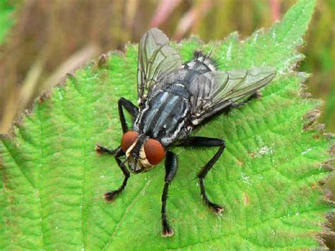 Types of Flies: Pictures and Fly Identification Help - Green Nature (2022)