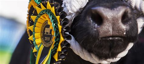 Aberdeen-Angus Breed Awards - Summer Shows 2022 - Aberdeen-Angus Cattle ...