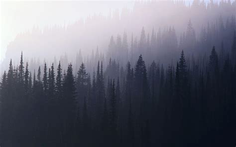 Foggy Forest Wallpapers - Wallpaper Cave