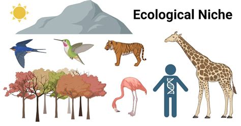 Ecological Niche - Biology Simple