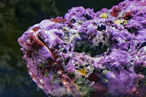 What Is a Stonefish? 10 Shocking Facts About the World’s Deadliest Fish ...