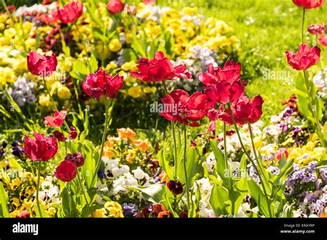 Red Tulip Garden In Spring Stock Photo - Alamy