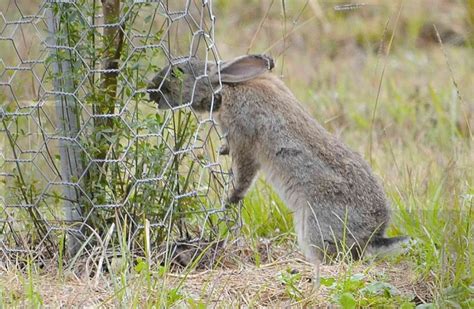 The rabbits of Christmas past: a present that backfired for Australia