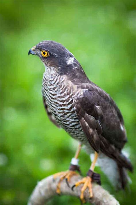 British Birds Of Prey | Identification Guides | Bird Spot