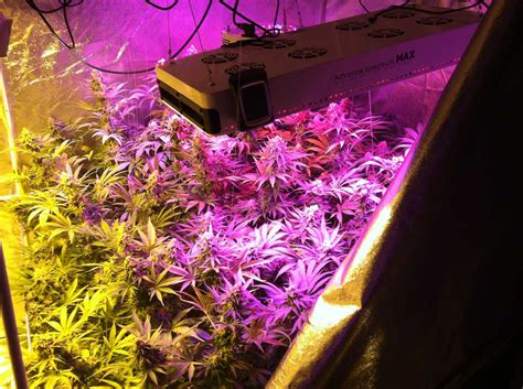 Which LED Grow Lights Are Best for Growing Cannabis? | Grow Weed Easy