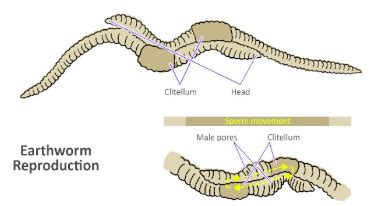 Unit 5-5: Phylum Annelida – The Biology Classroom