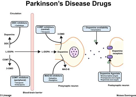 Parkinsons And Dopamine — related stories