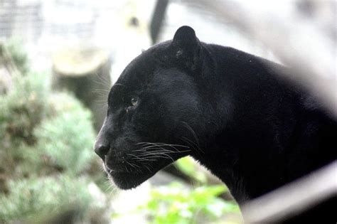 What Do Panthers Eat? - What Do Animals Eat - Ecology Center