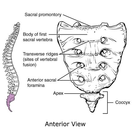 Sacrum | Radiology Reference Article | Radiopaedia.org