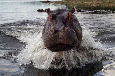 What does an angry hippo attack look like? 30 seconds of scary!