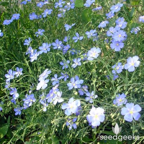 Blue Flax Wildflower Heirloom Seeds Flower Seeds Wildflower - Etsy