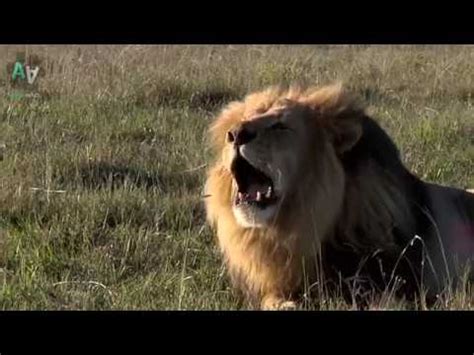 Powerful and Majestic Lion Roar - YouTube