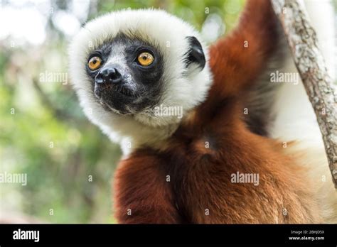 Sifaka Lemur of Madagascar Stock Photo - Alamy