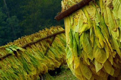 Tobacco Plant: A Forgotten Healing Plant