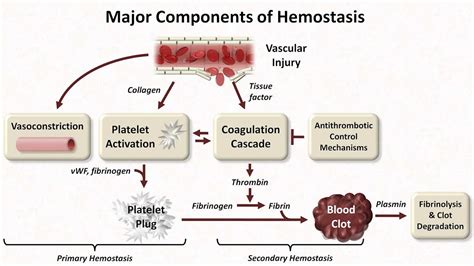 Hemostasis & haemostasis process