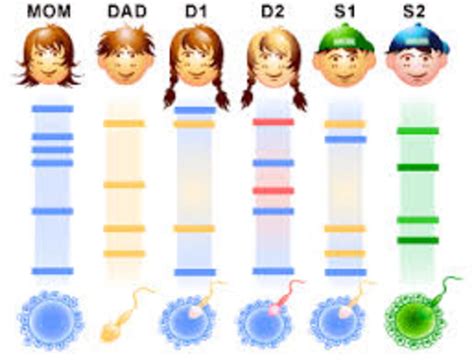 DNA Fingerprinting: Definition, Steps involved and Applications | hubpages