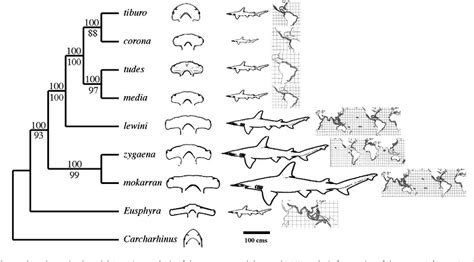 Figure 1 from Phylogeny of hammerhead sharks (Family Sphyrnidae ...