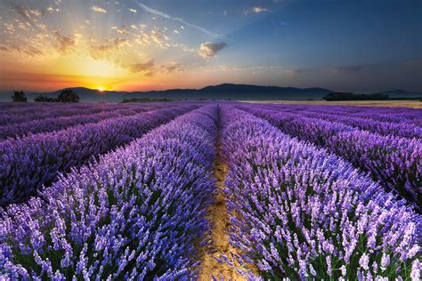 Sunrise on the Lavender Fields in Valensole in Provence | Flickr