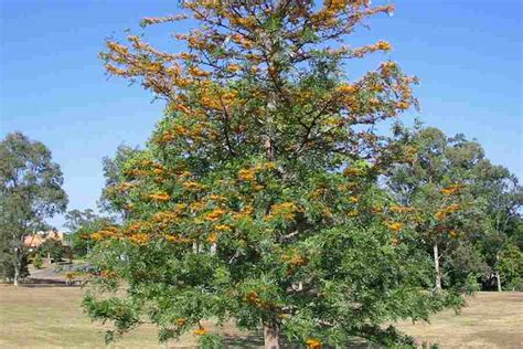 Grevillea robusta - Alchetron, The Free Social Encyclopedia