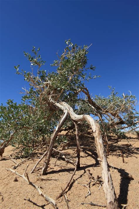 The Desert Gobi stock image. Image of gobi, landscape - 37154133